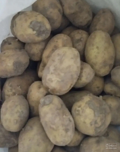 فروش سیب زمینی