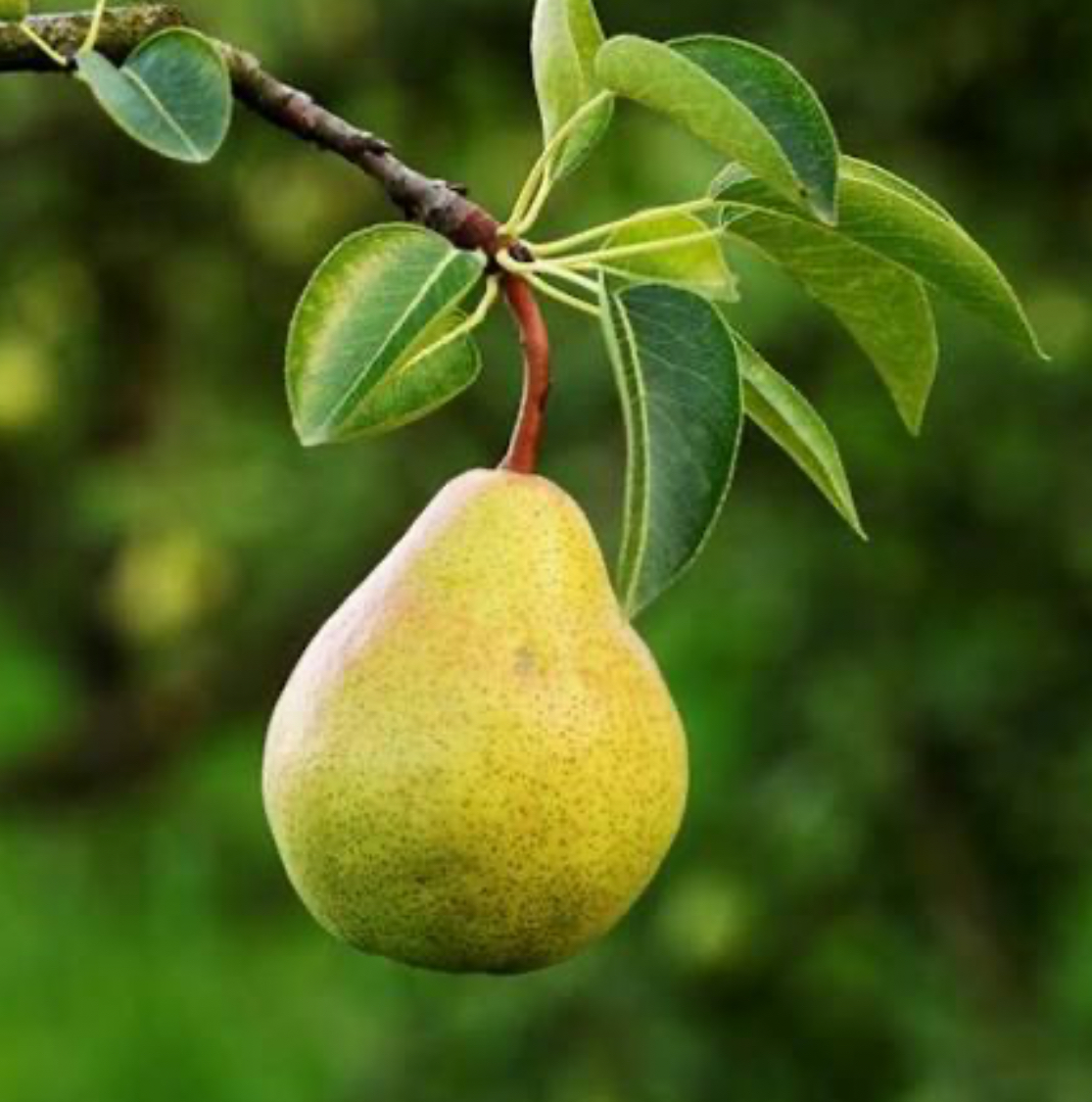 فروش گلابی اسپادانا