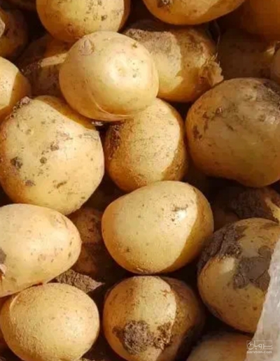 فروش سیب زمینی
