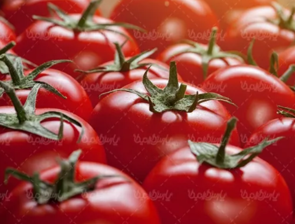 فروش گوجه فرنگی