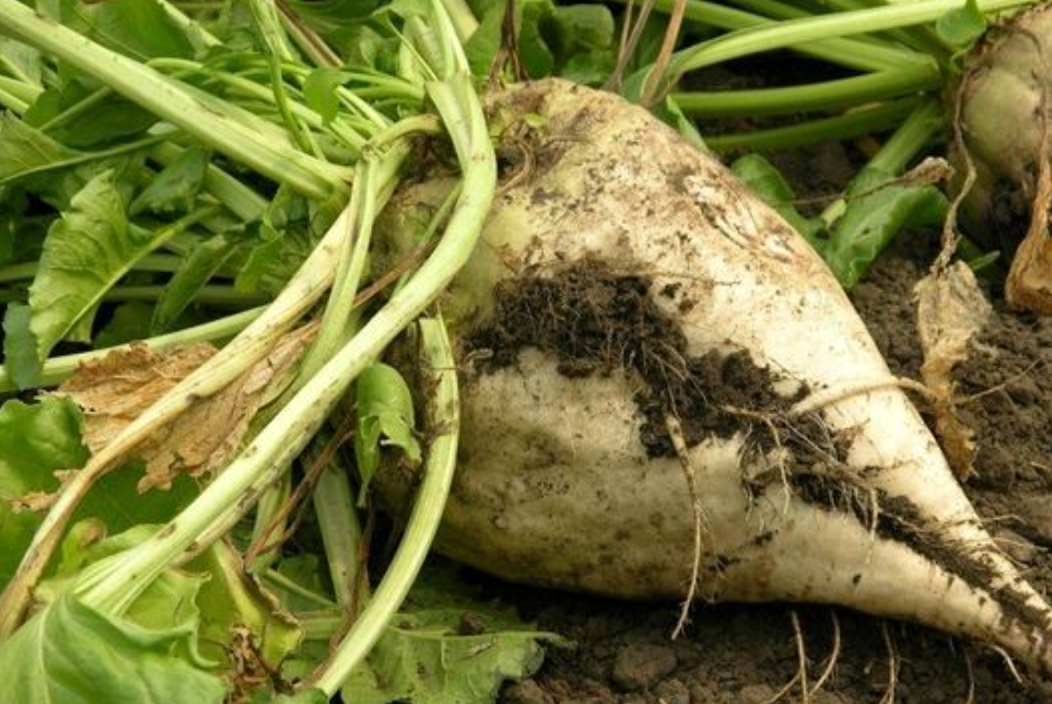 فروش چغندر قند