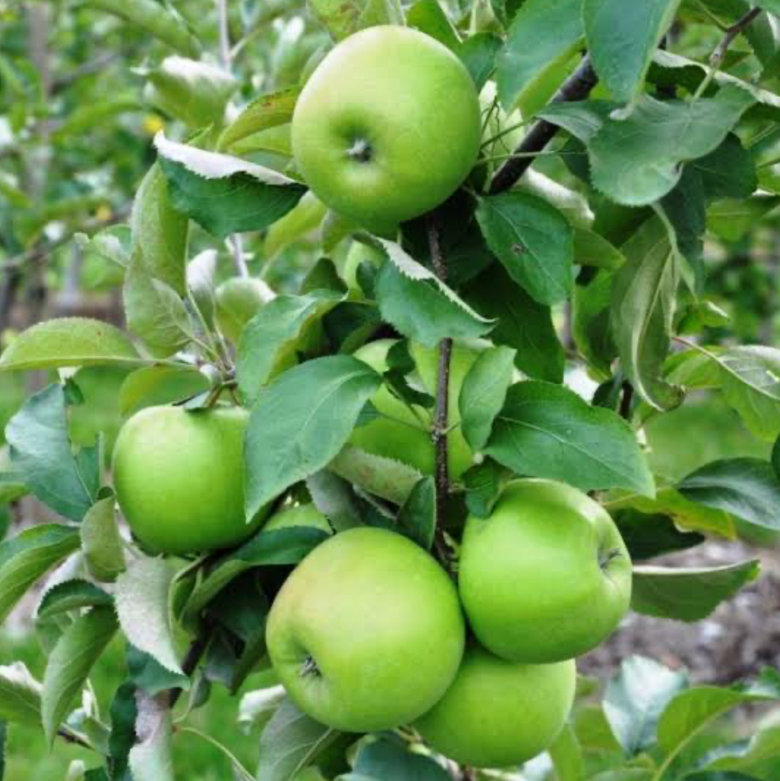 فروش سیب سبز