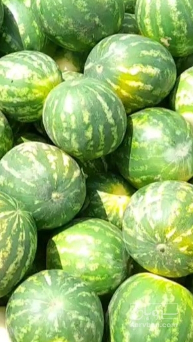 فروش هندوانه