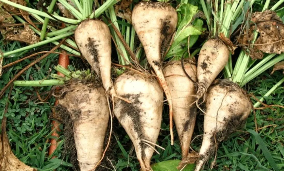 فروش چغندر قند