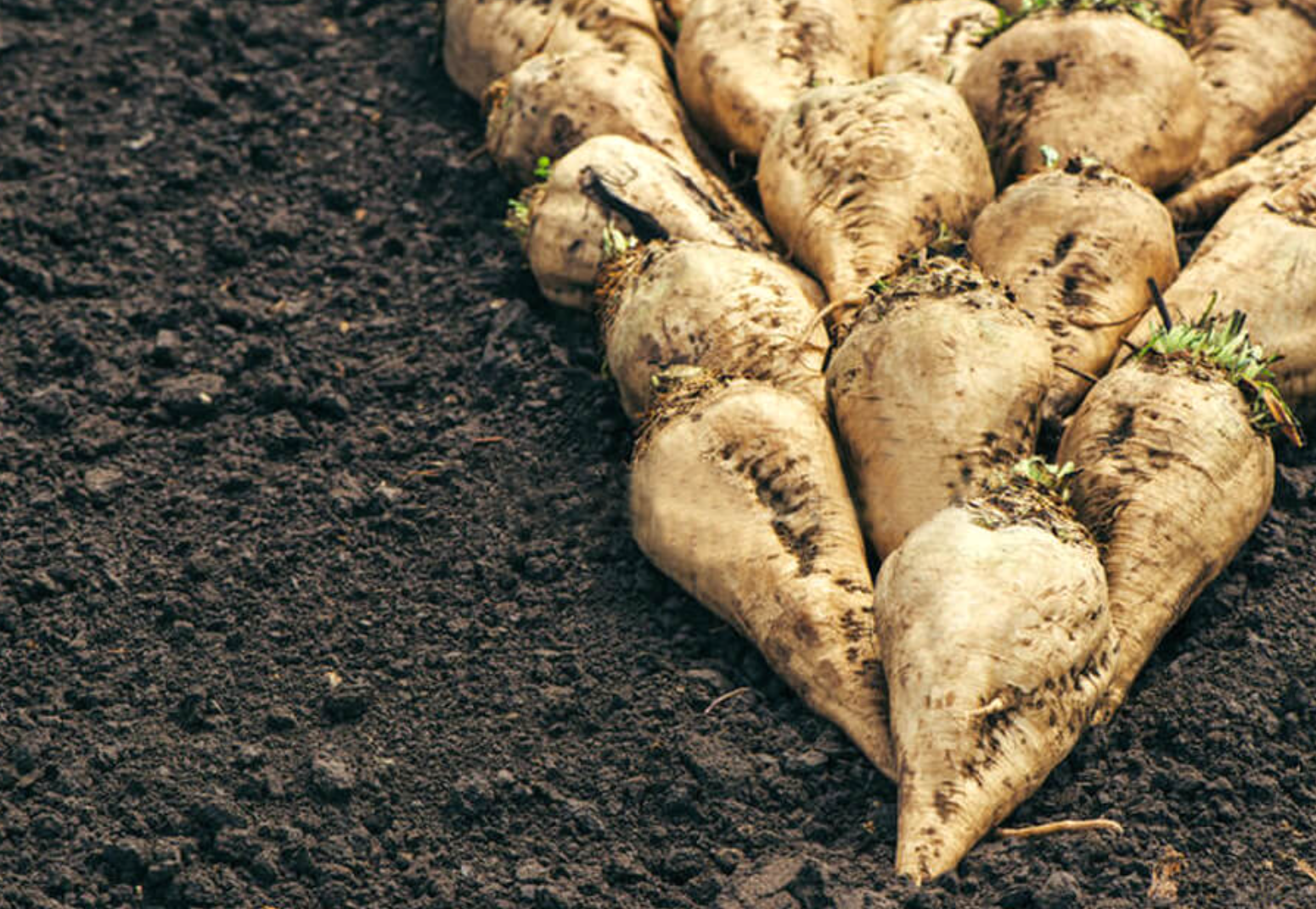 فروش چغندر قند