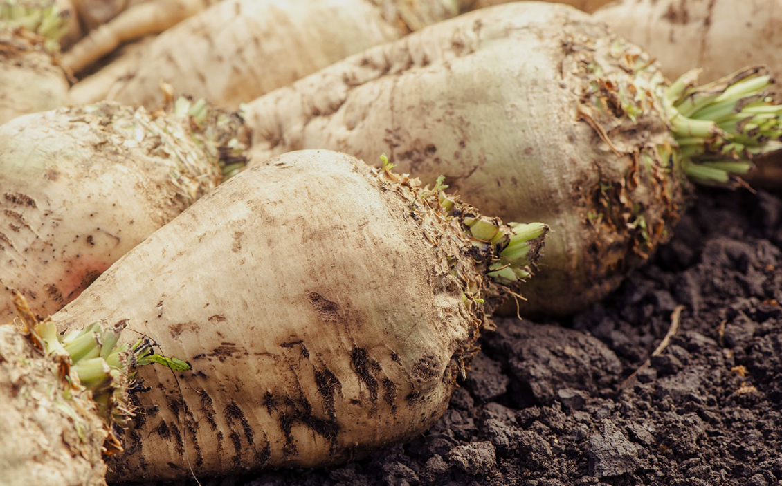 فروش چغندر قند