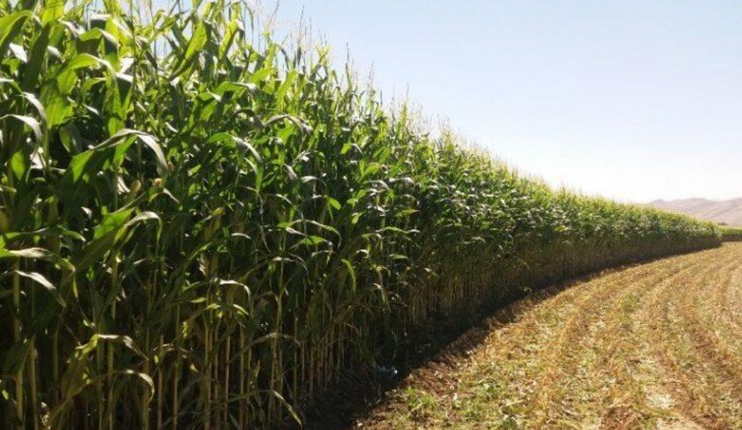 فروش ذرت علوفه ای