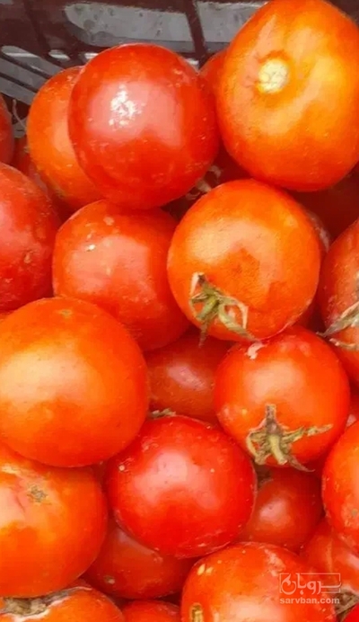 فروش گوجه فرنگی