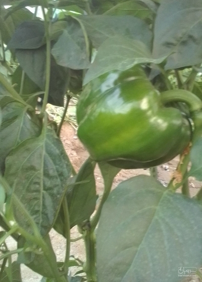 فروش فلفل دلمه ای