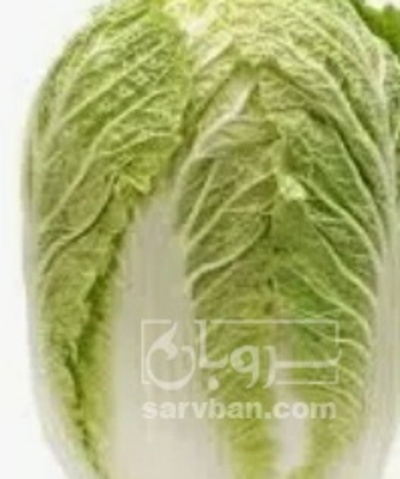 فروش کاهو چینی