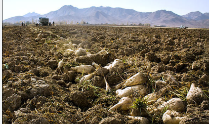 فروش چغندر قند