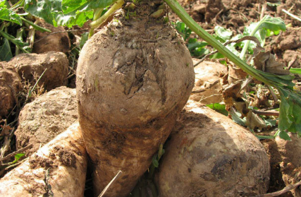 فروش چغندر قند