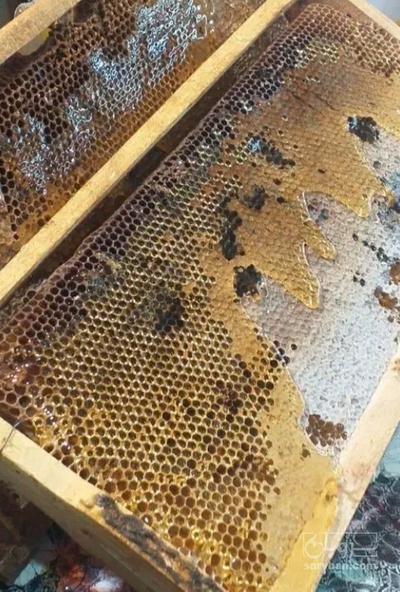 فروش عسل شان