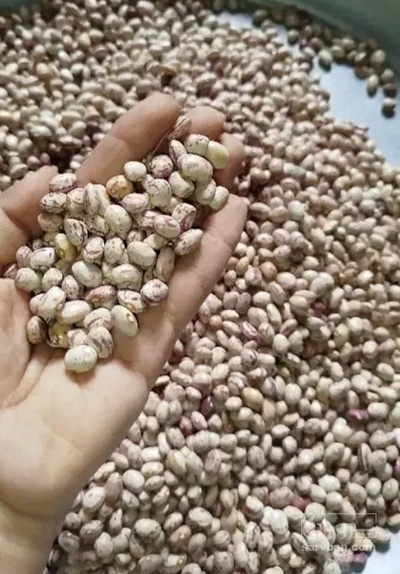 فروش لوبیا چیتی