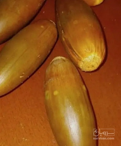 فروش بلوط (گیاه‌ دارویی)