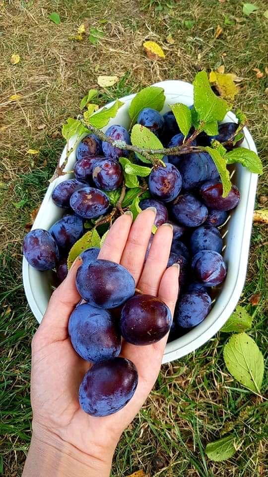 فروش آلوسیاه