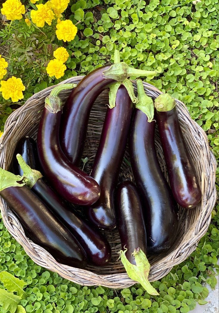 فروش بادمجان قلمی