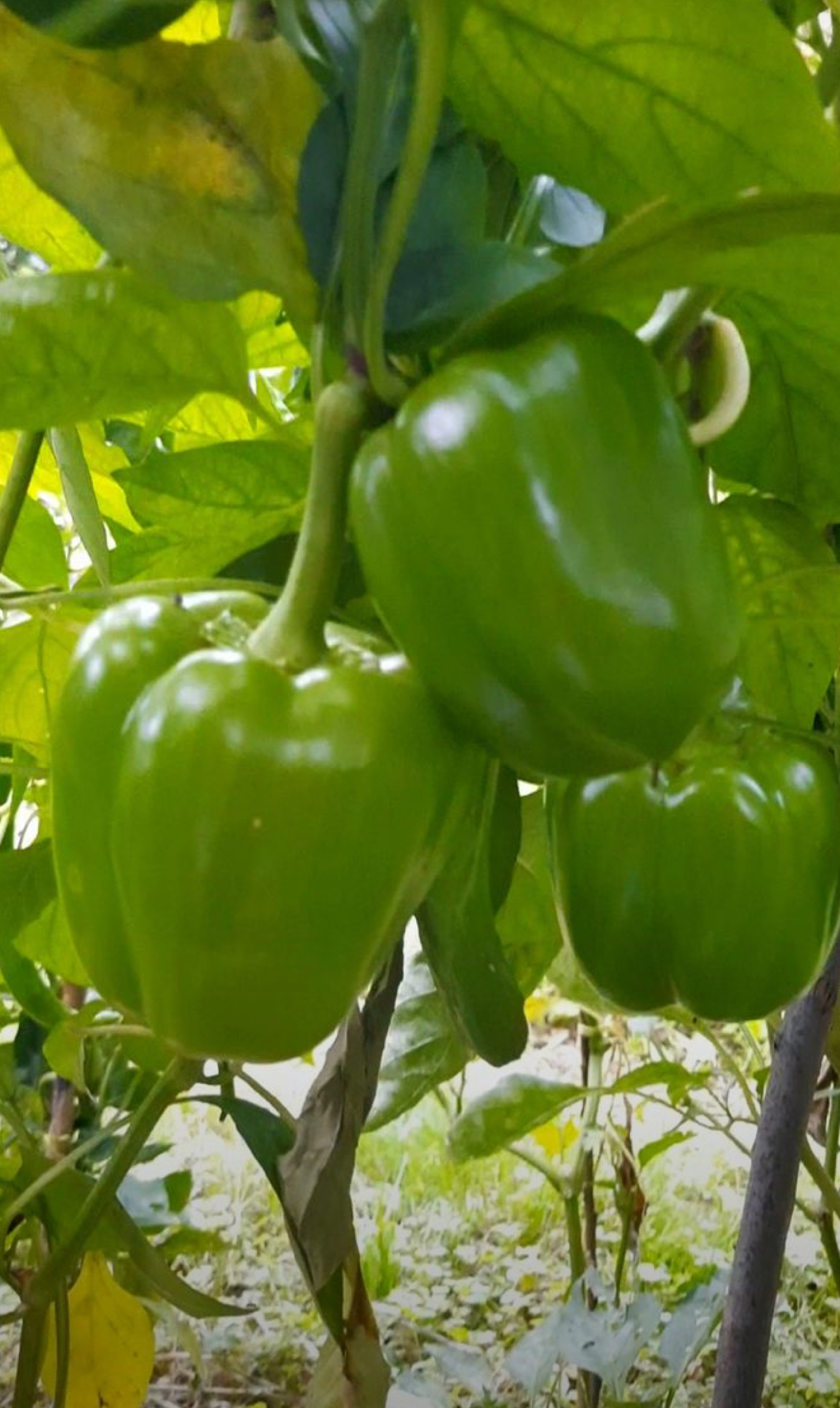 فروش فلفل دلمه ای سبز