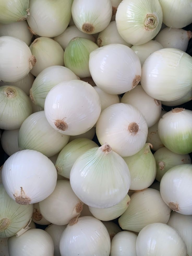 فروش پیاز سفید