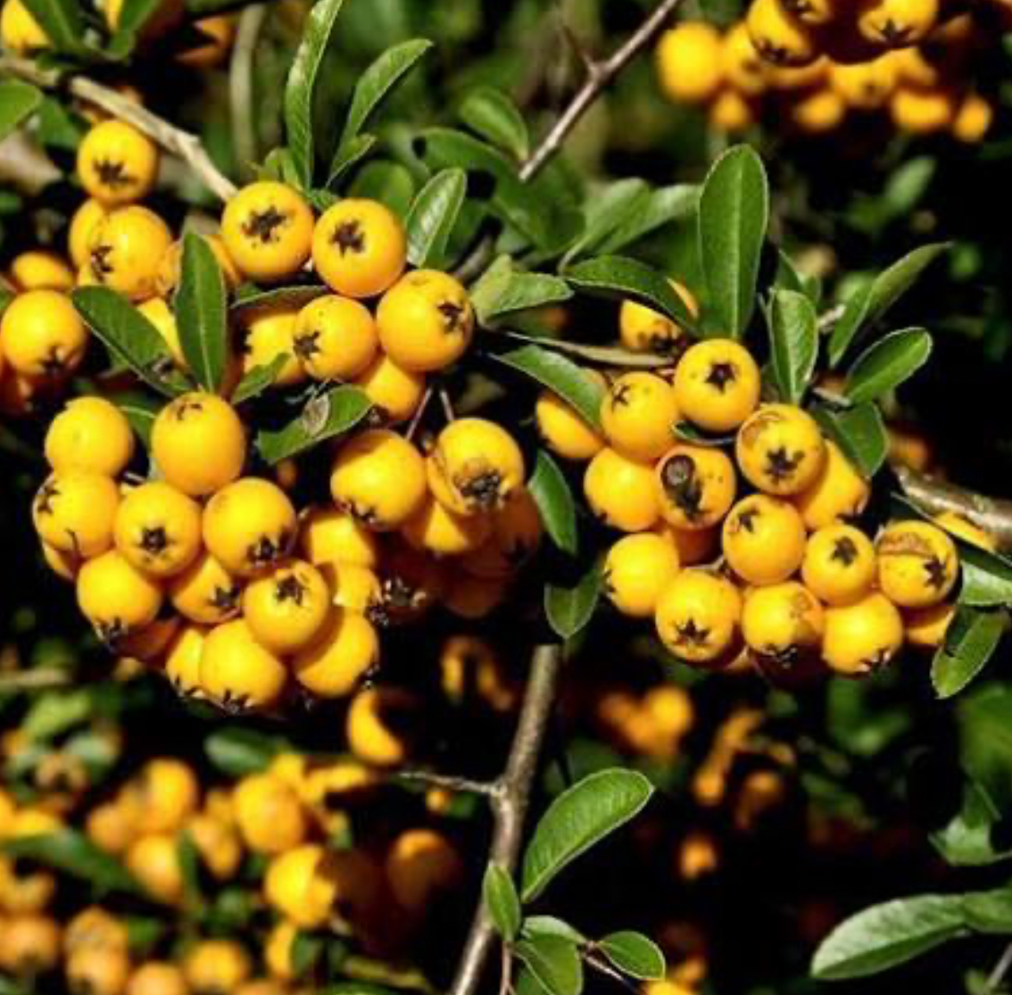 فروش زالزالک