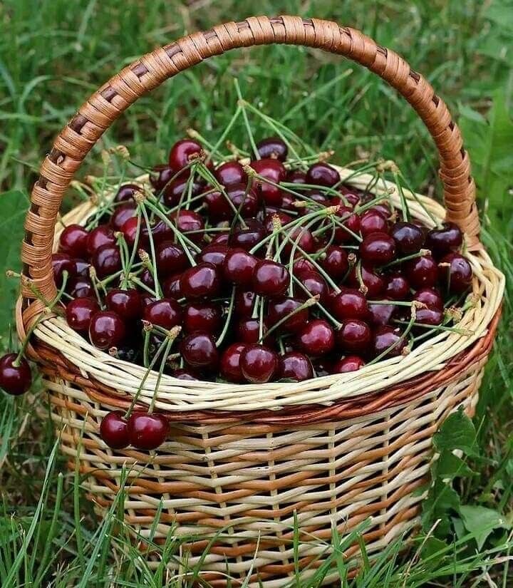 فروش گیلاس فرنگی