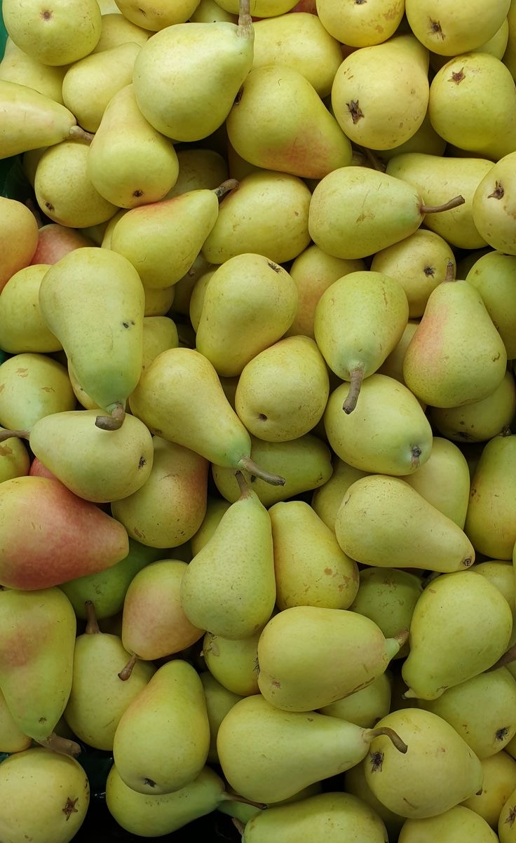 فروش گلابی شکری