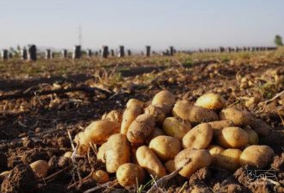 فروش سیب زمینی سانته