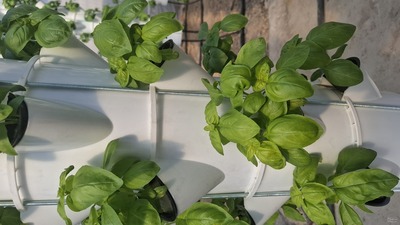 فروش ریحان ایتالیایی