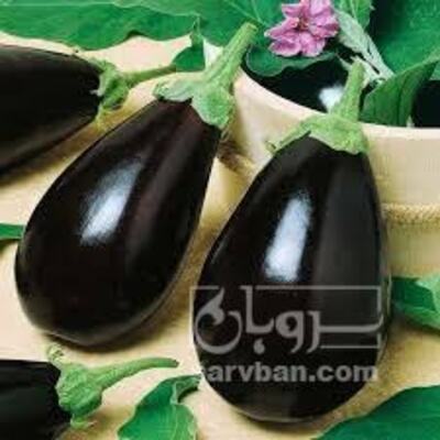 فروش بادمجان