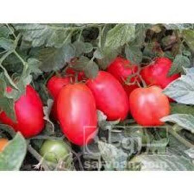 فروش گوجه فرنگی