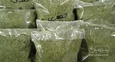 فروش  جعفری خشک  (گیاه‌ دارویی)