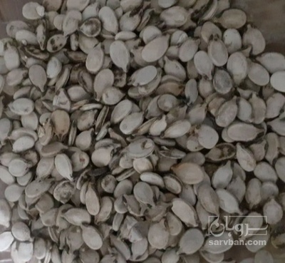 فروش تخمه هندوانه خام