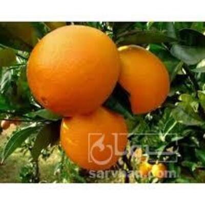 فروش پرتقال واشنگتن