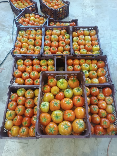 فروش گوجه فرنگی4129