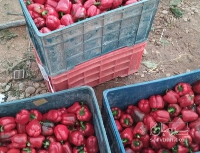 فروش فلفل دلمه ای قرمز