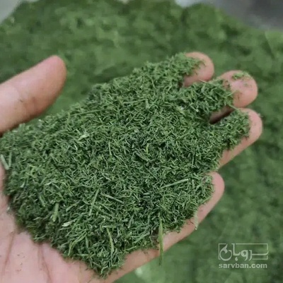 فروش شوید خشک (گیاه‌ دارویی)