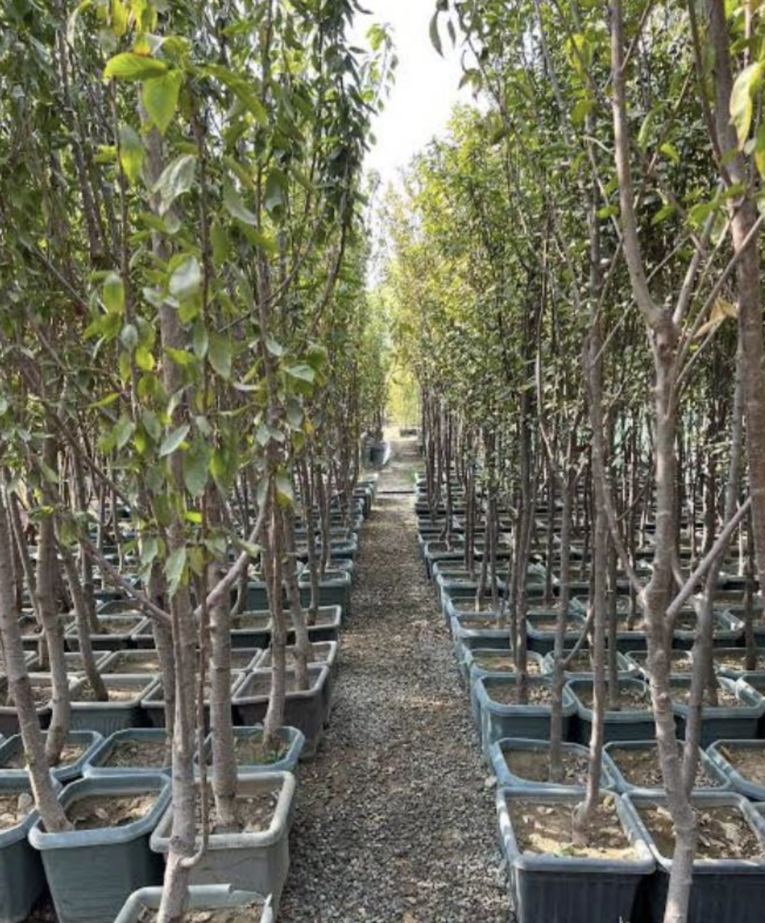 فروش نهال گیلاس