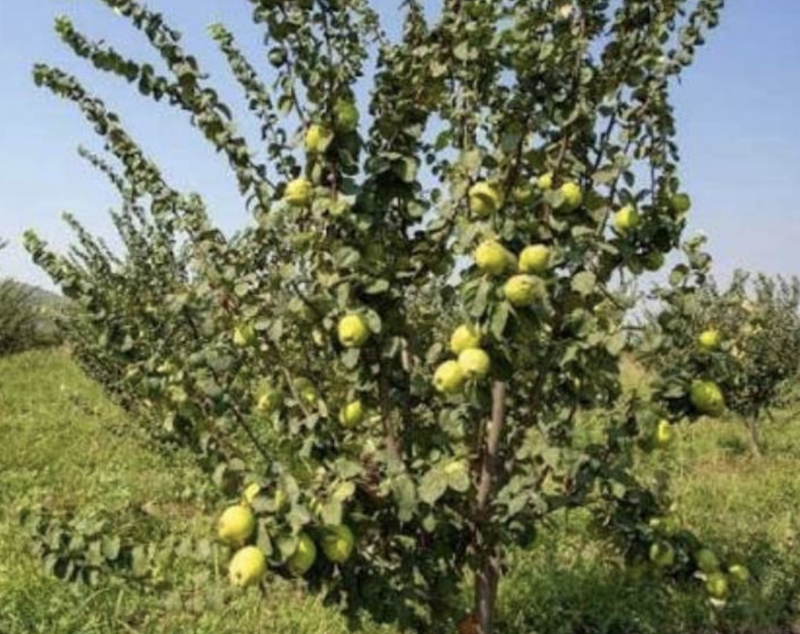 فروش نهال گلابی