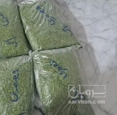 فروش  جعفری خشک  (گیاه‌ دارویی)