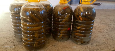 فروش خیار شور