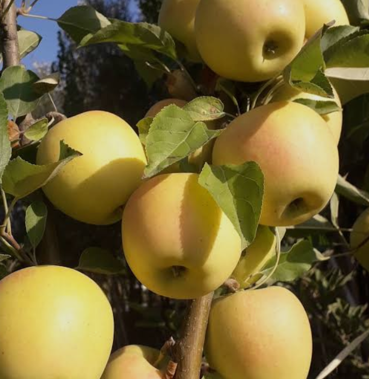 فروش سیب زرد لبنانی