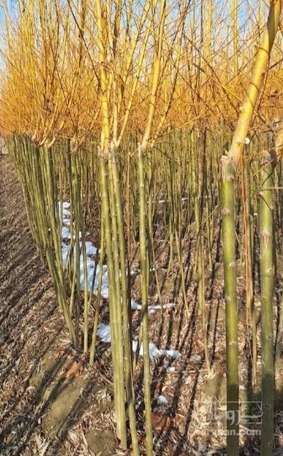 فروش نهال سیب