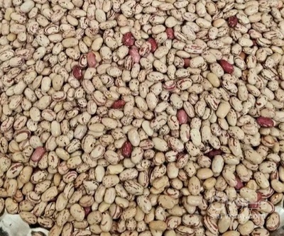 فروش لوبیا چیتی