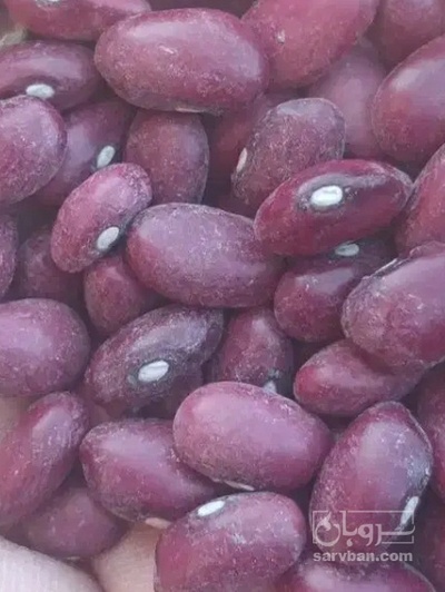 فروش لوبیا قرمز