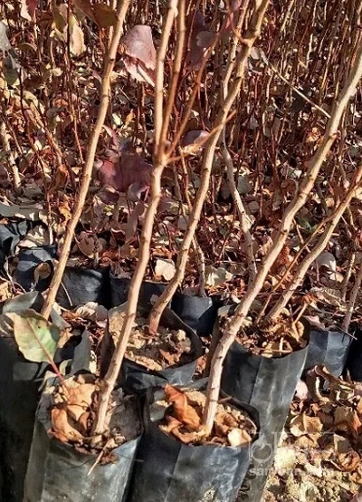 فروش نهال بادام