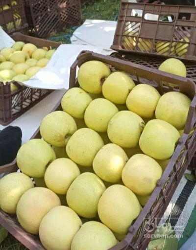 فروش سیب زرد