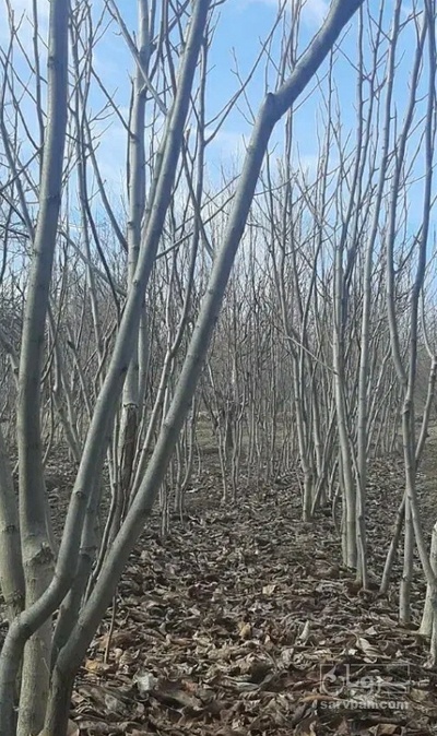 فروش نهال هلو