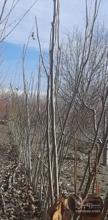 فروش نهال انار