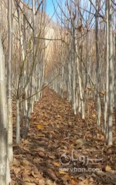 فروش نهال بادام