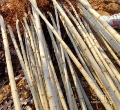 فروش نهال گیلاس